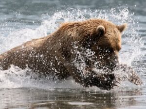 Медведь в воде фото
